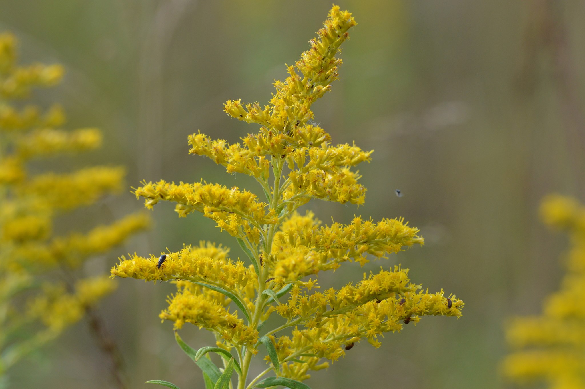 Solidago canadensis