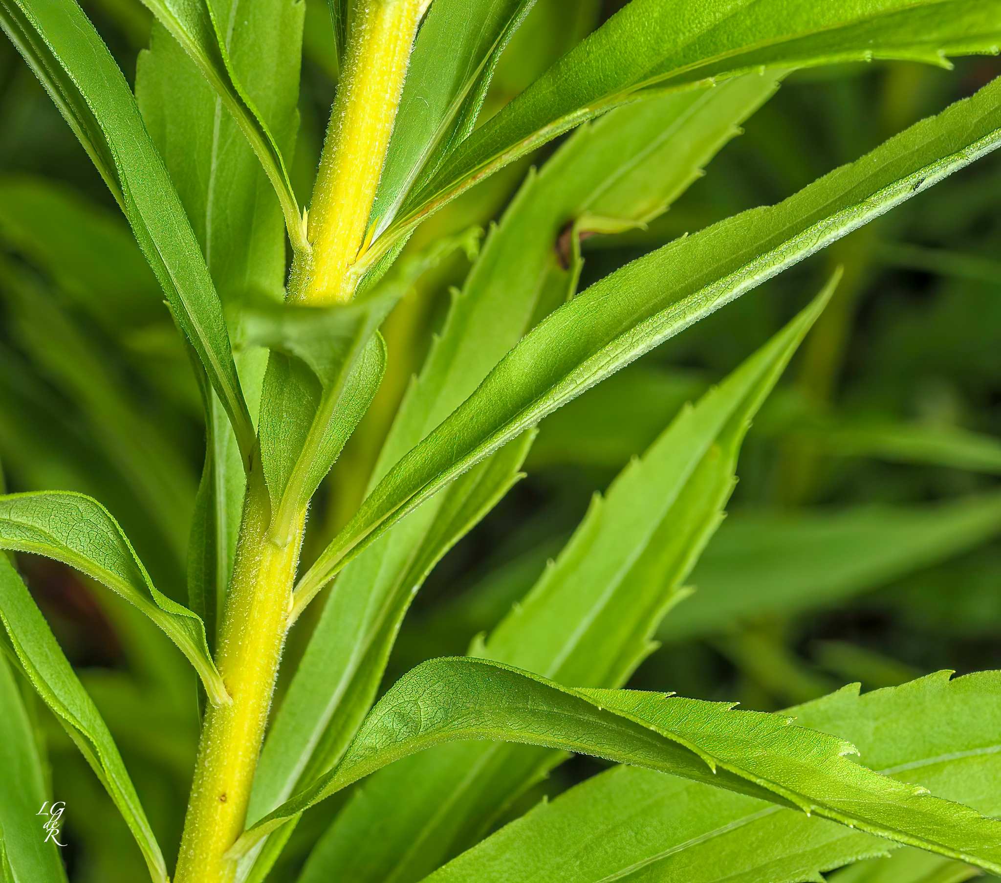 Solidago canadensis