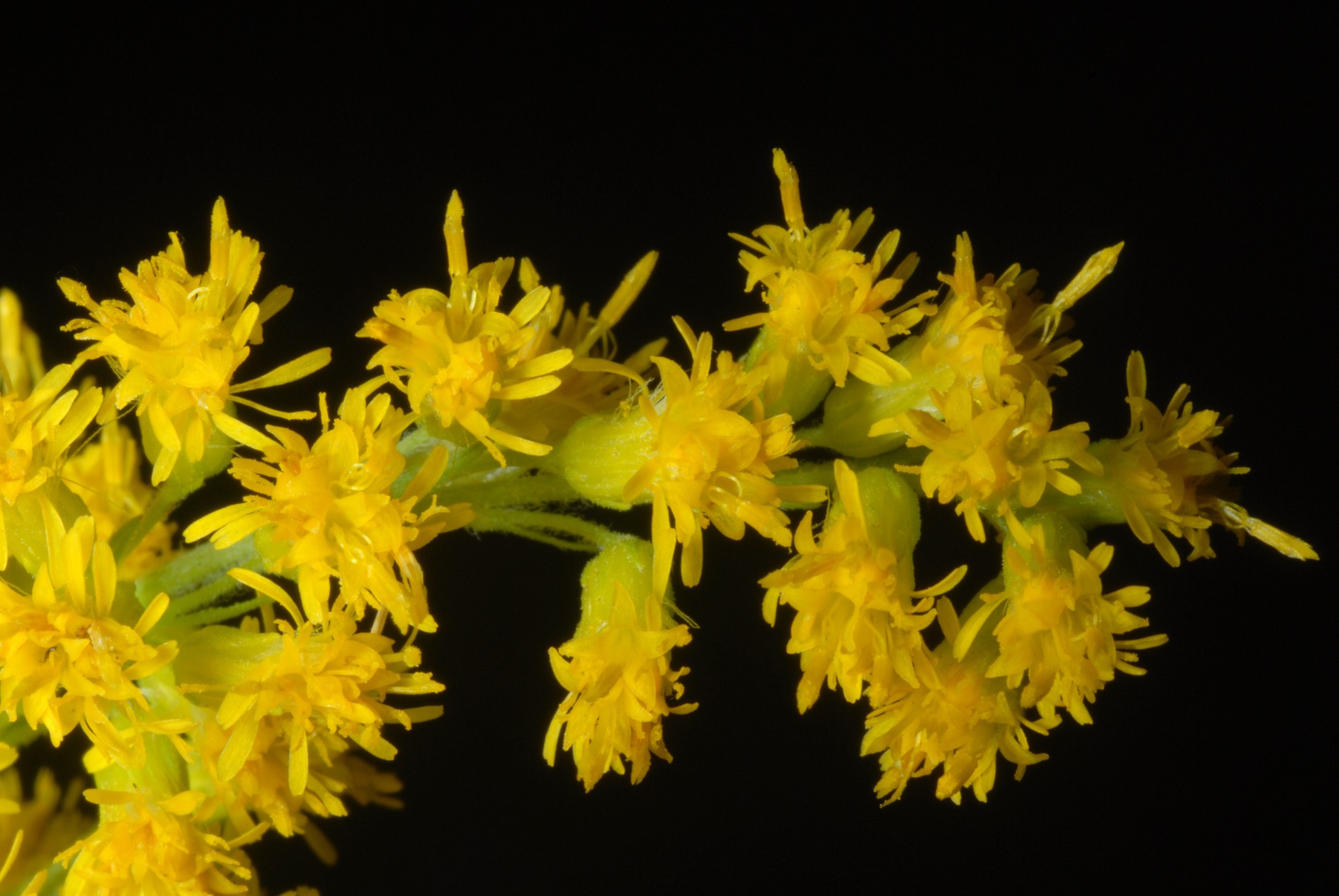 Solidago canadensis