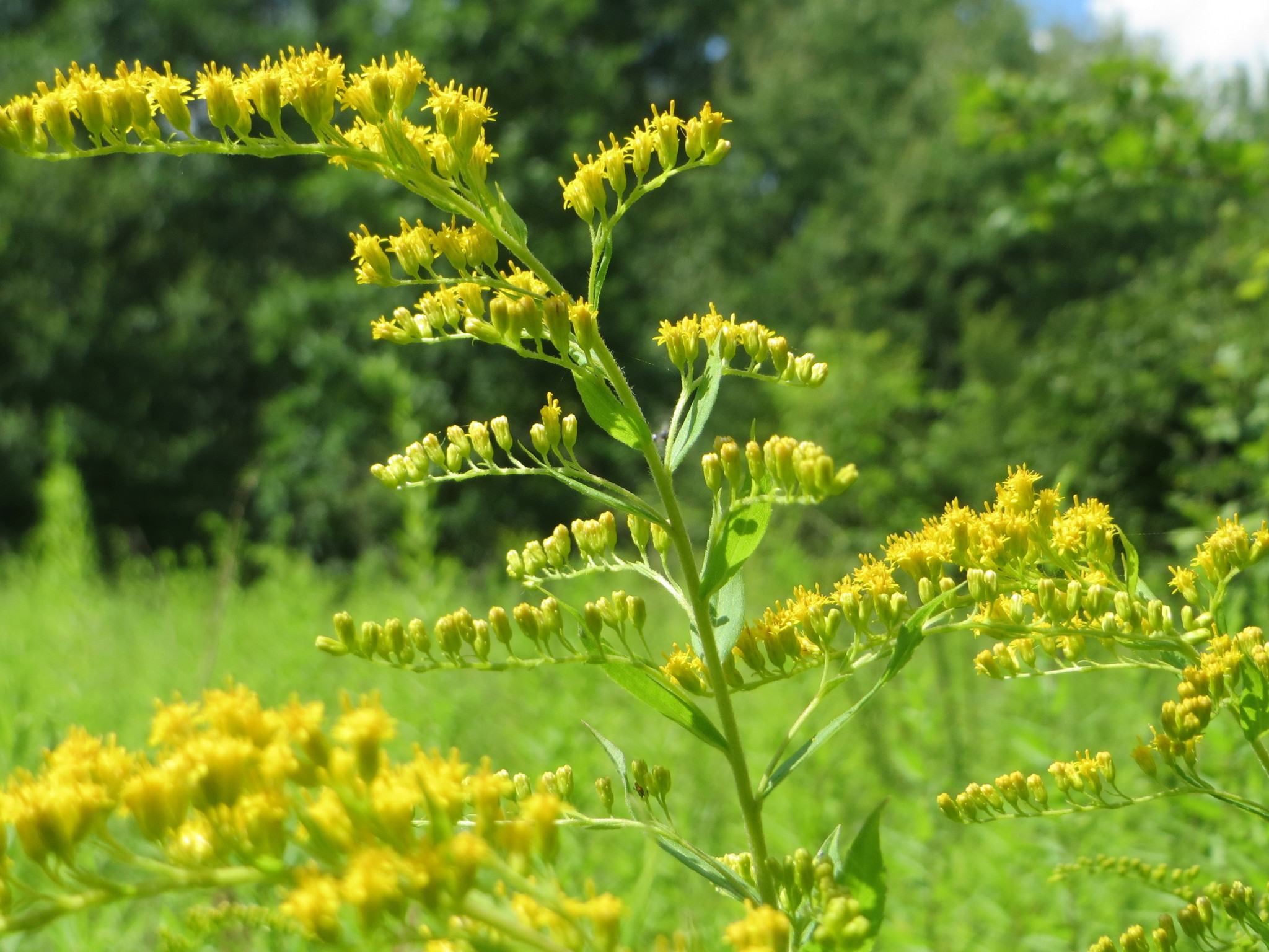 Solidago canadensis