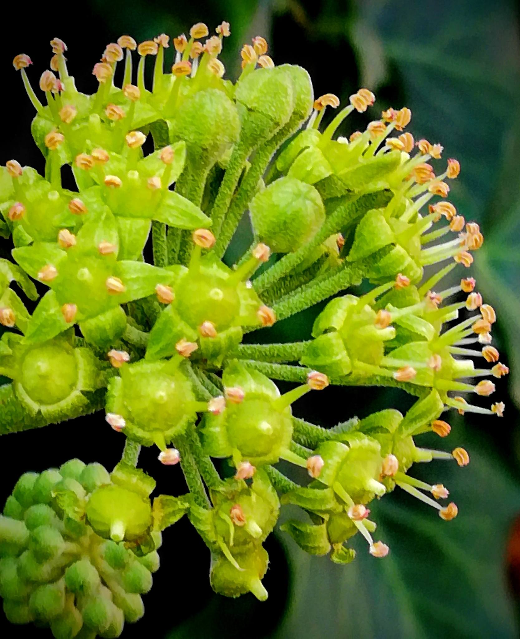 Hedera helix