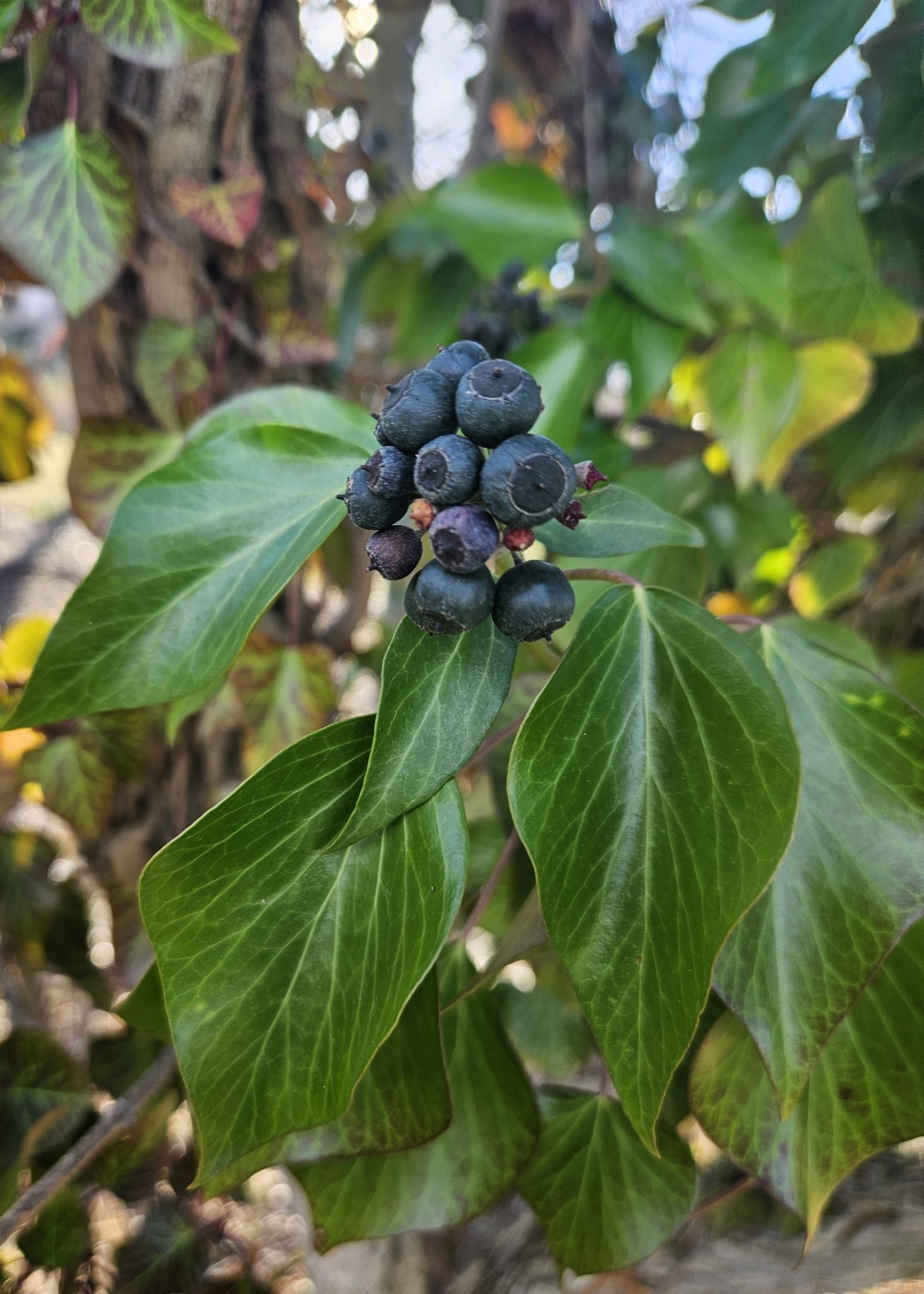 Hedera helix