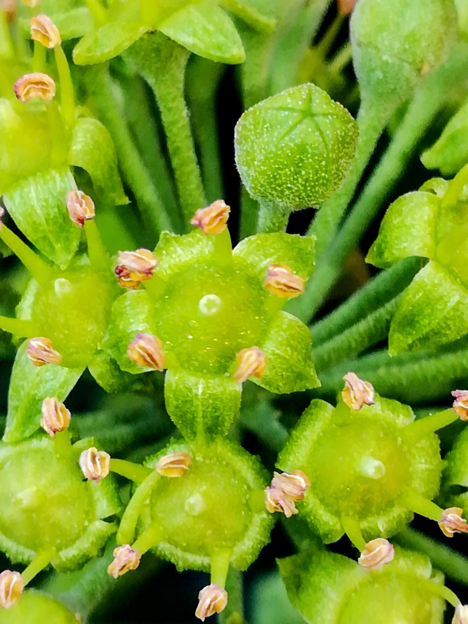 Hedera helix