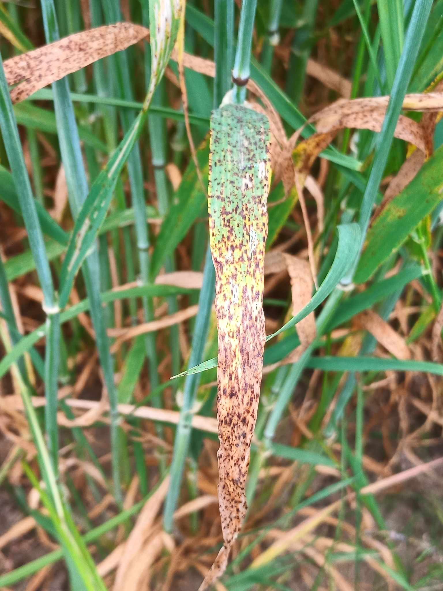 Ramularia collo-cygni