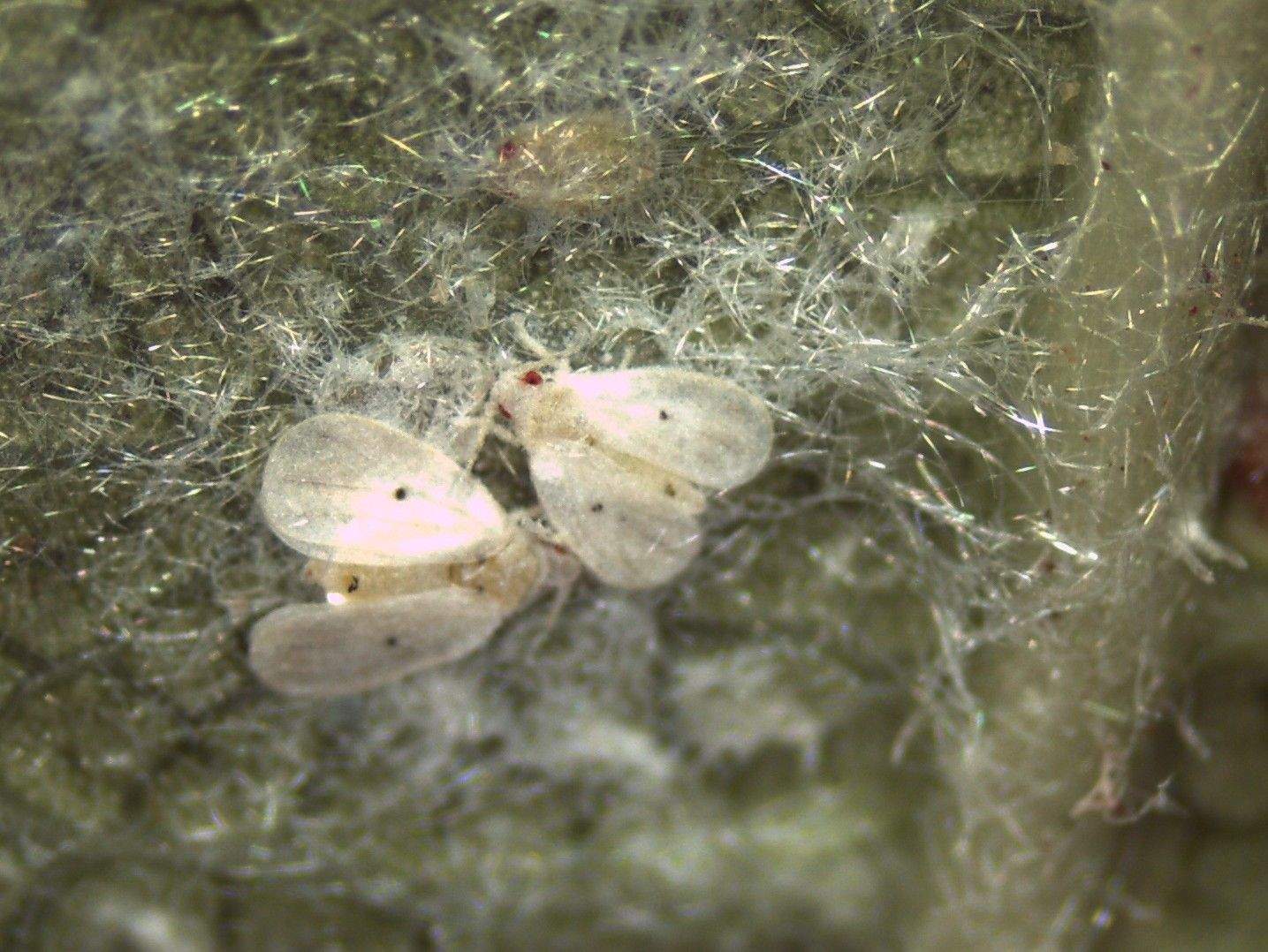 Metaleurodicus