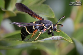 Paranthrene tabaniformis