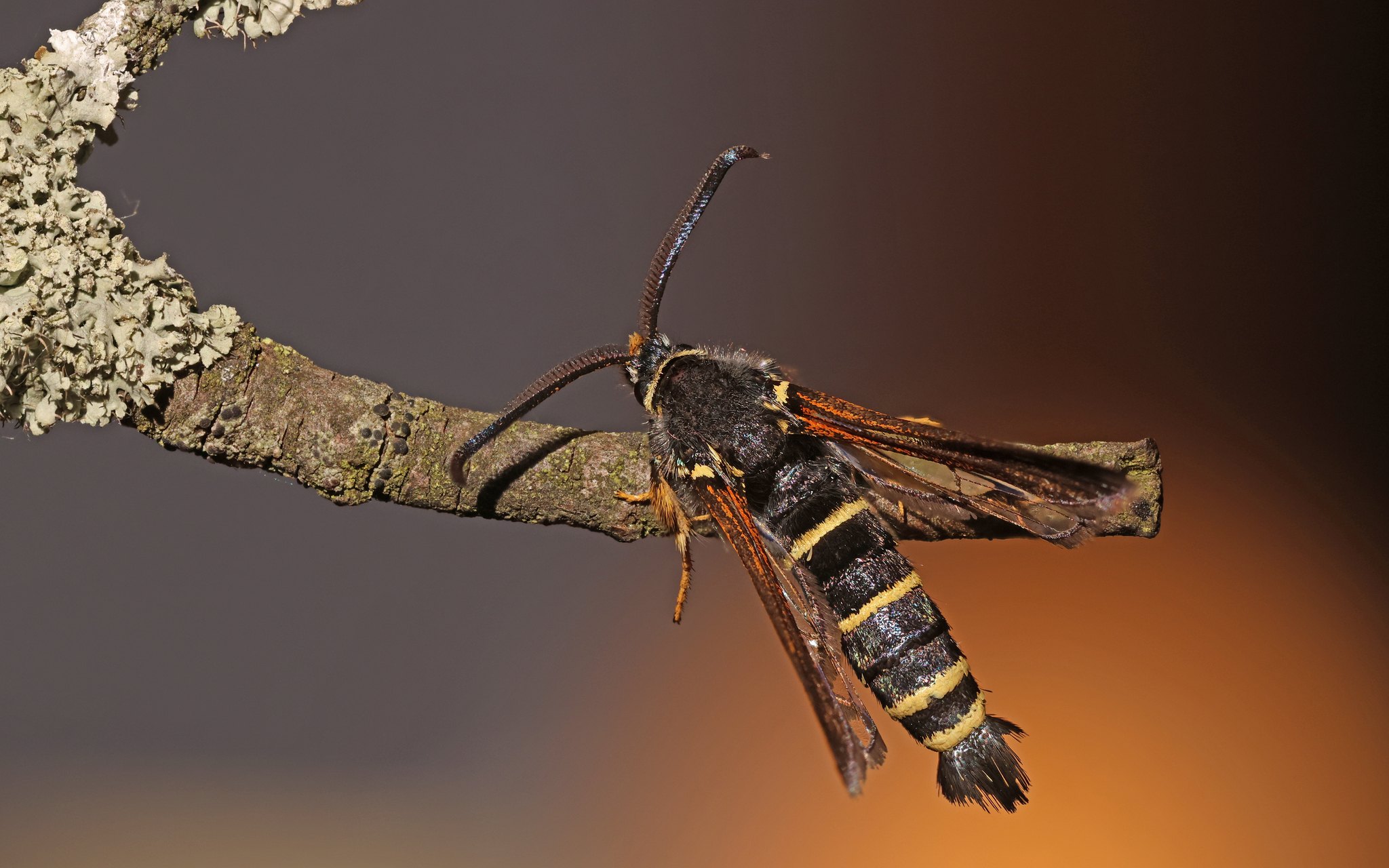 Paranthrene tabaniformis