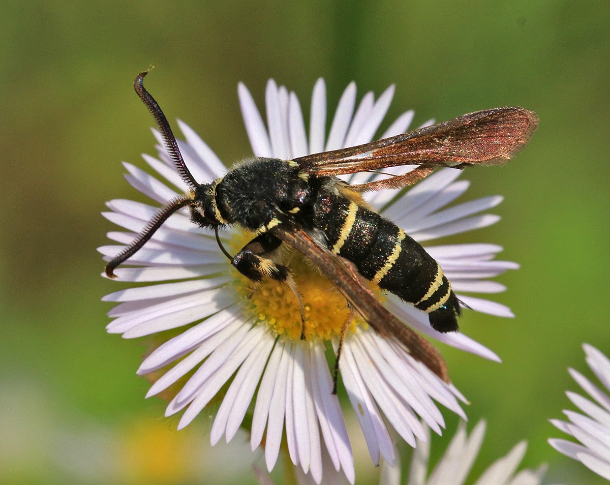 Paranthrene tabaniformis