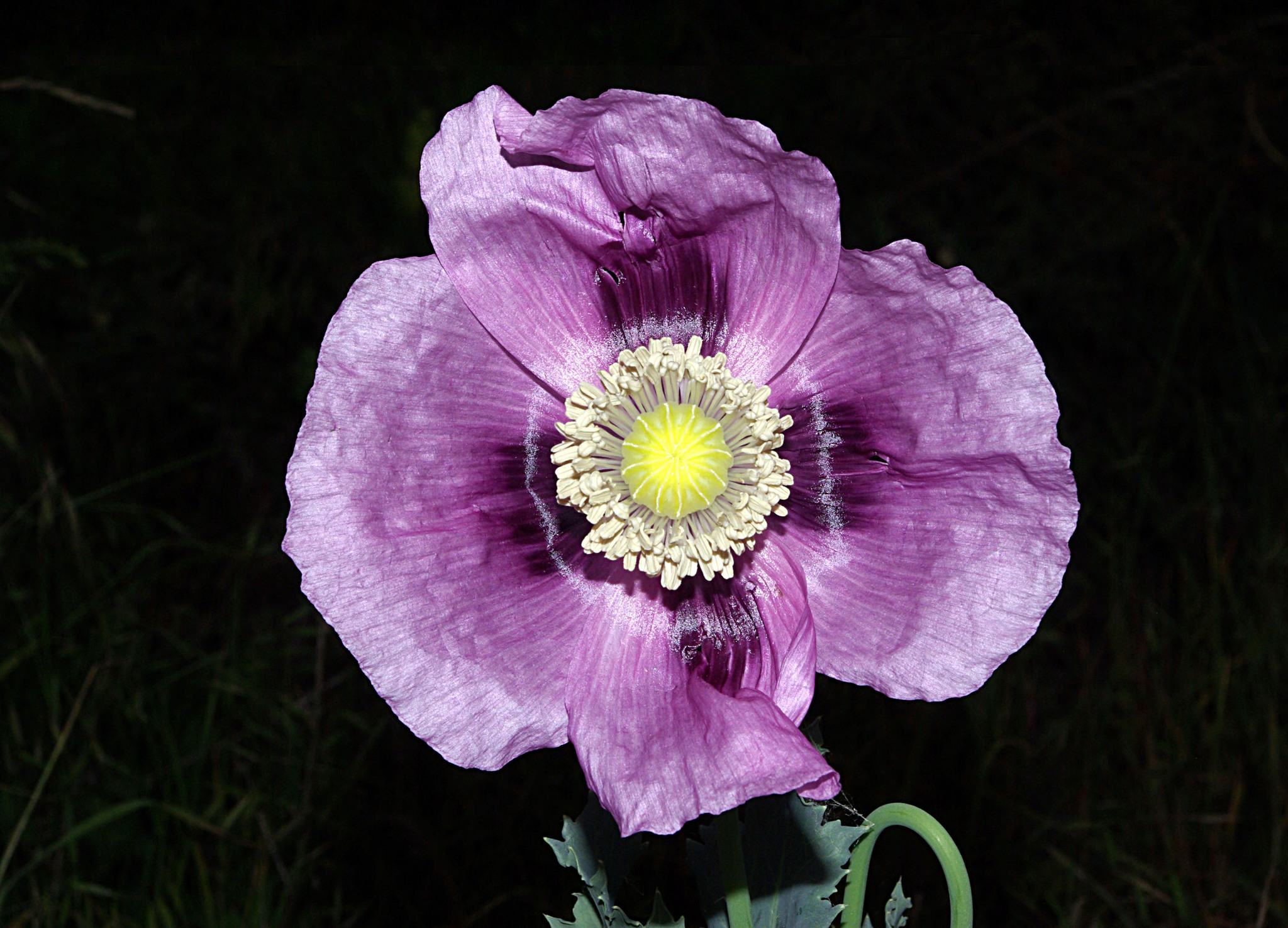 Papaver somniferum