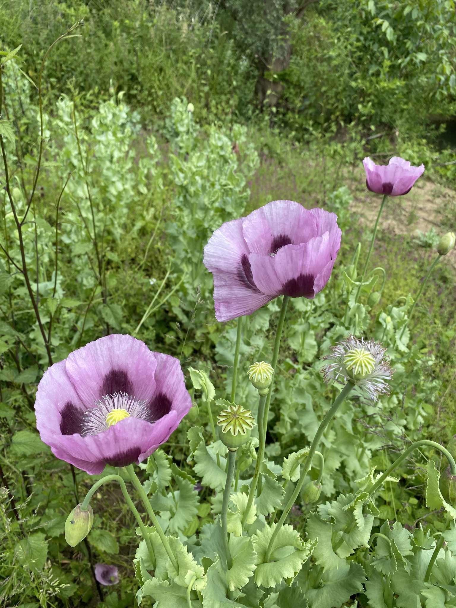 Papaver somniferum