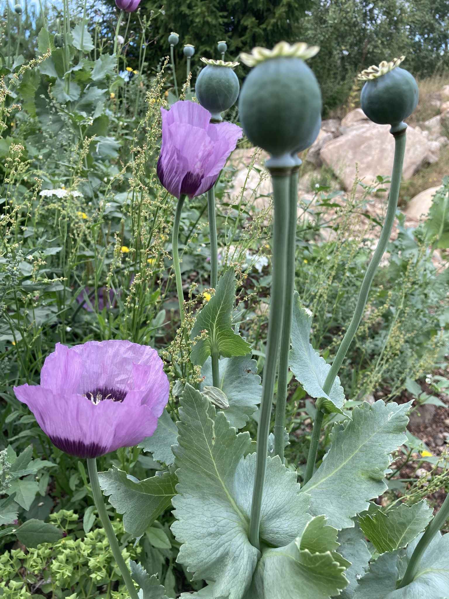 Papaver somniferum