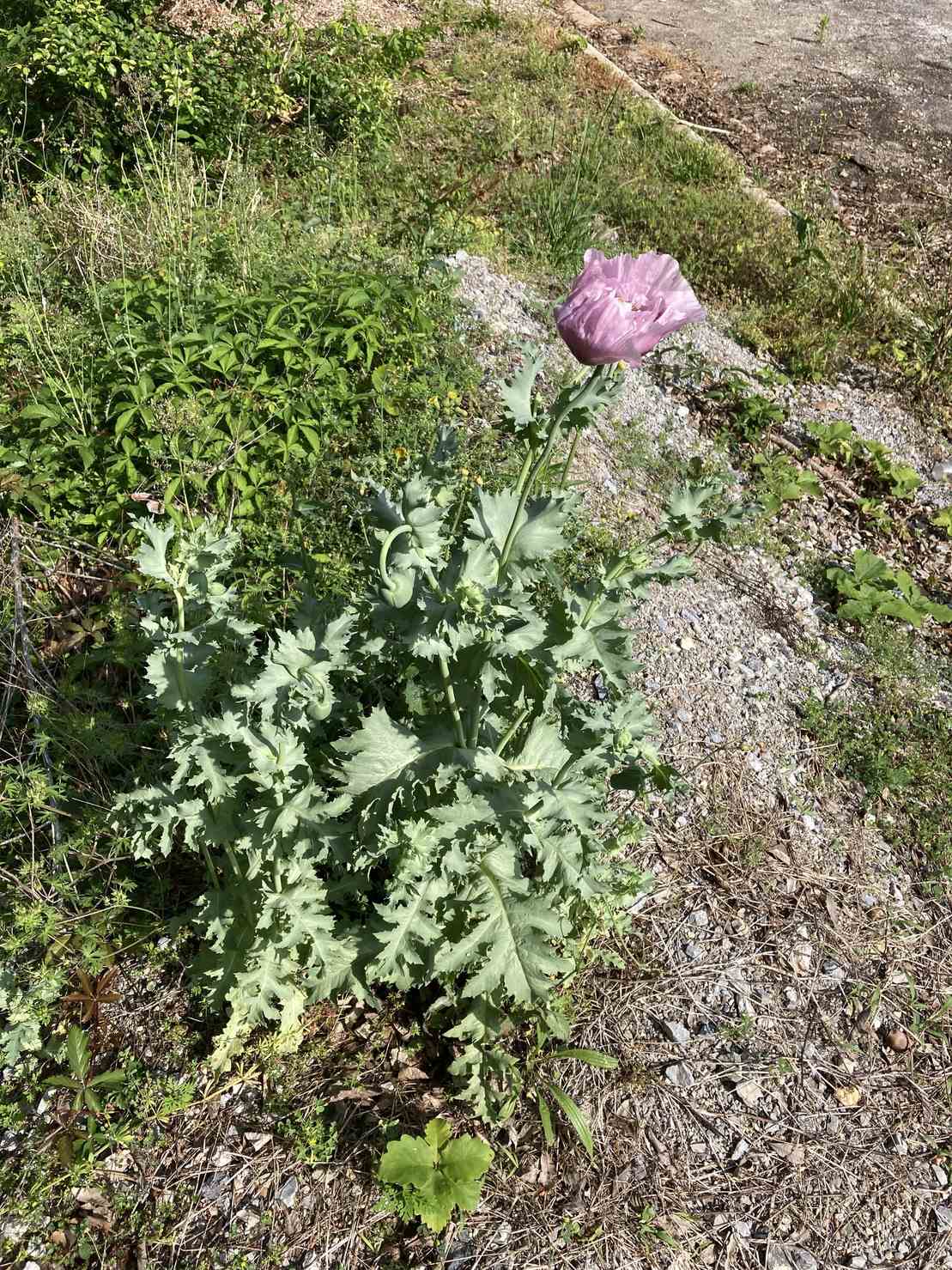 Papaver somniferum