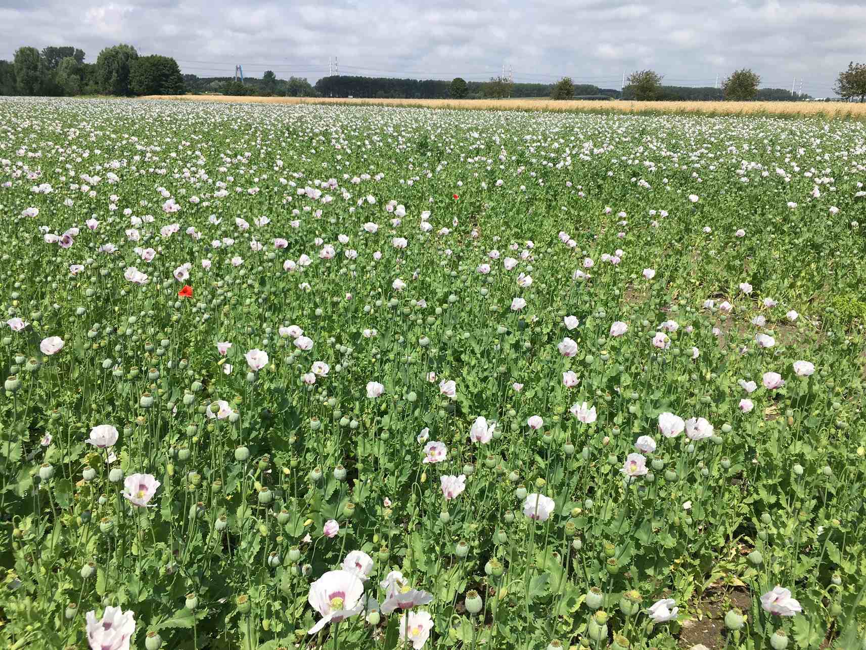 Papaver somniferum