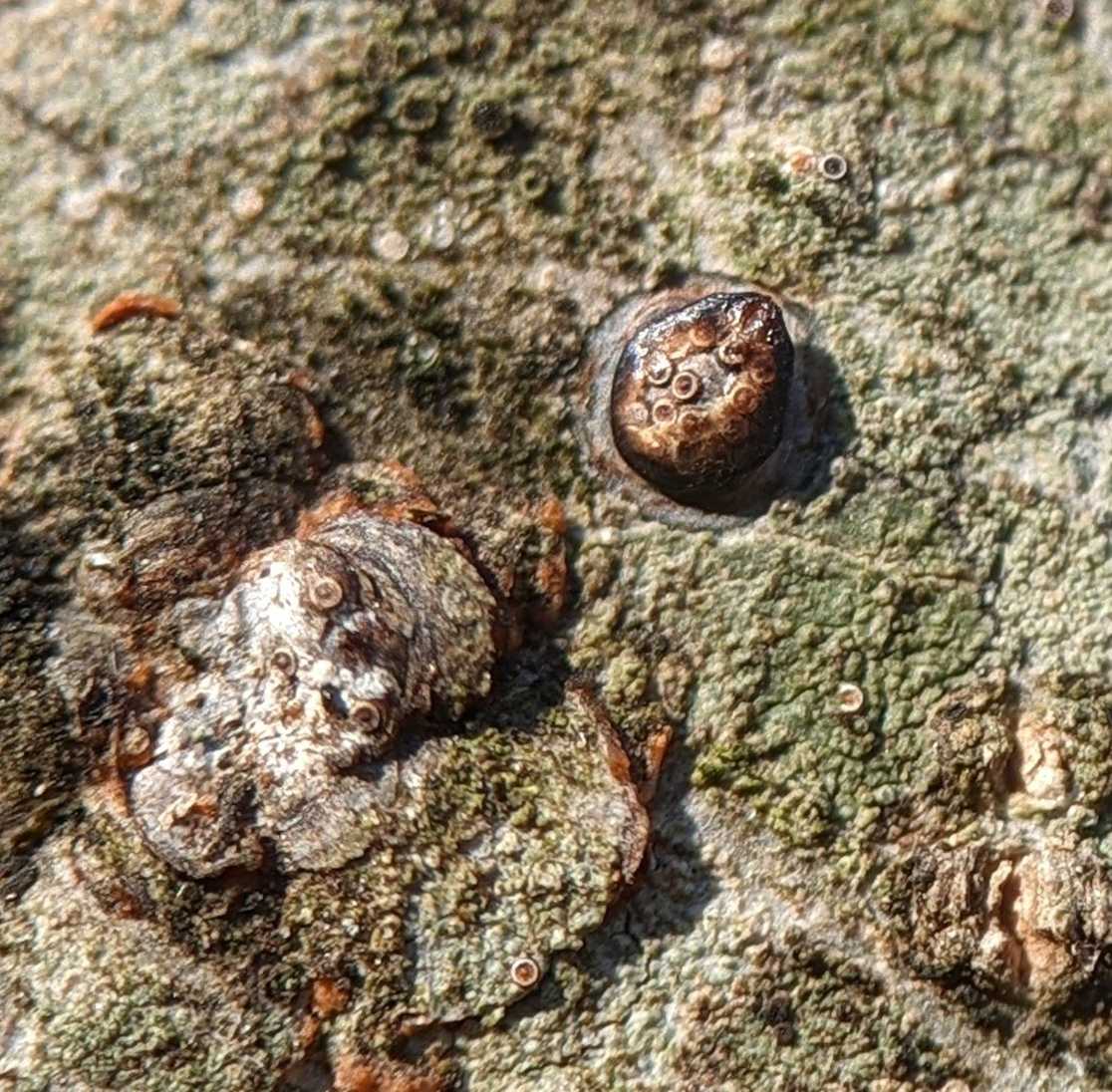 Melanaspis obscura