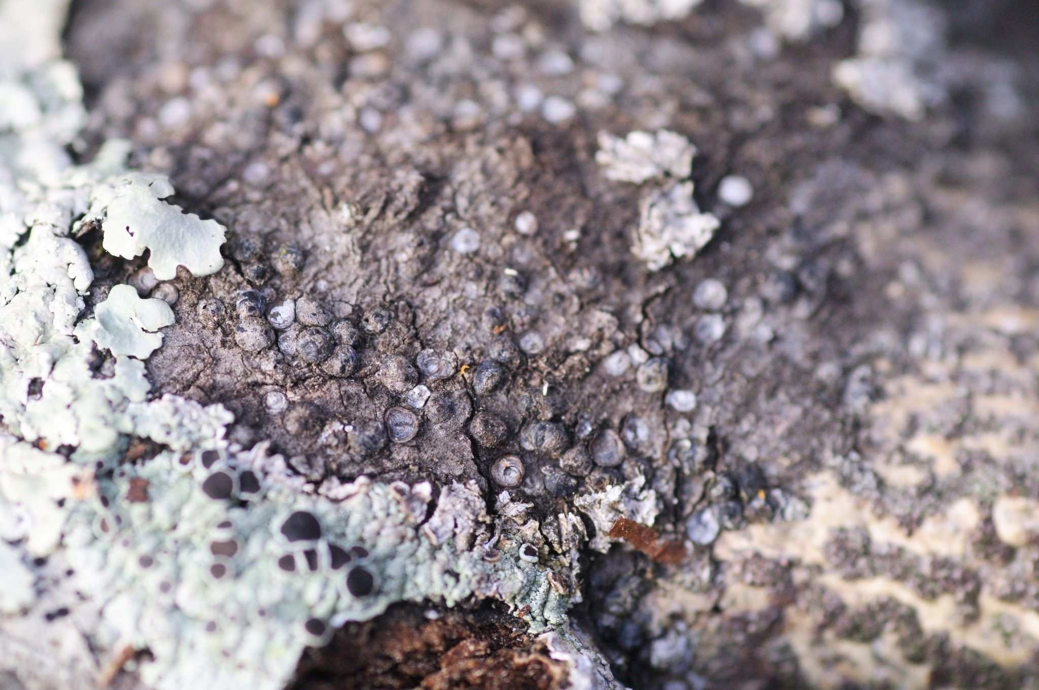 Melanaspis obscura
