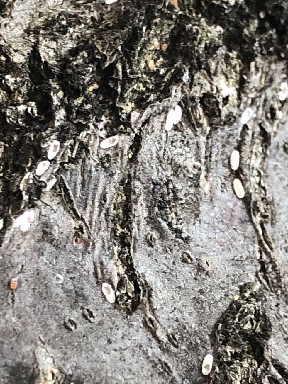Melanaspis obscura