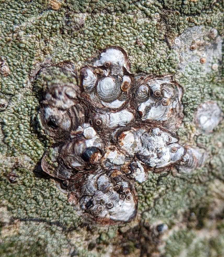 Melanaspis obscura