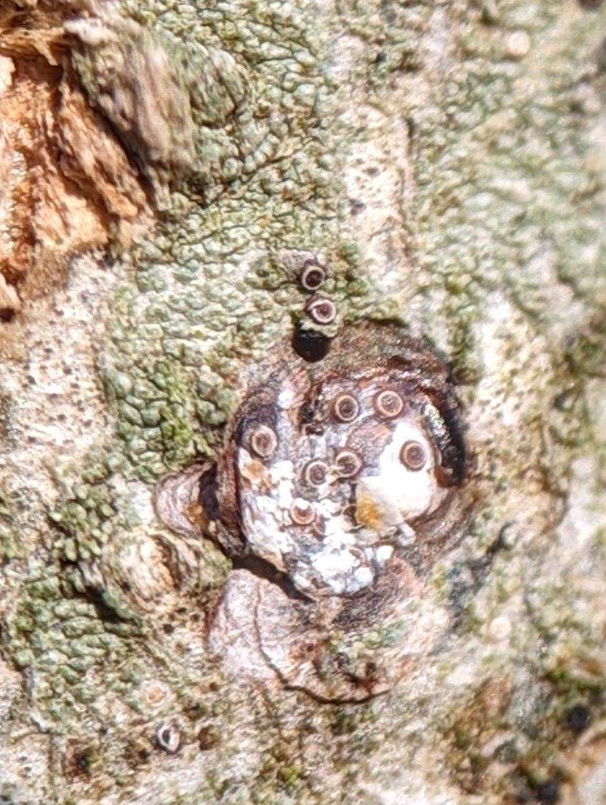 Melanaspis obscura