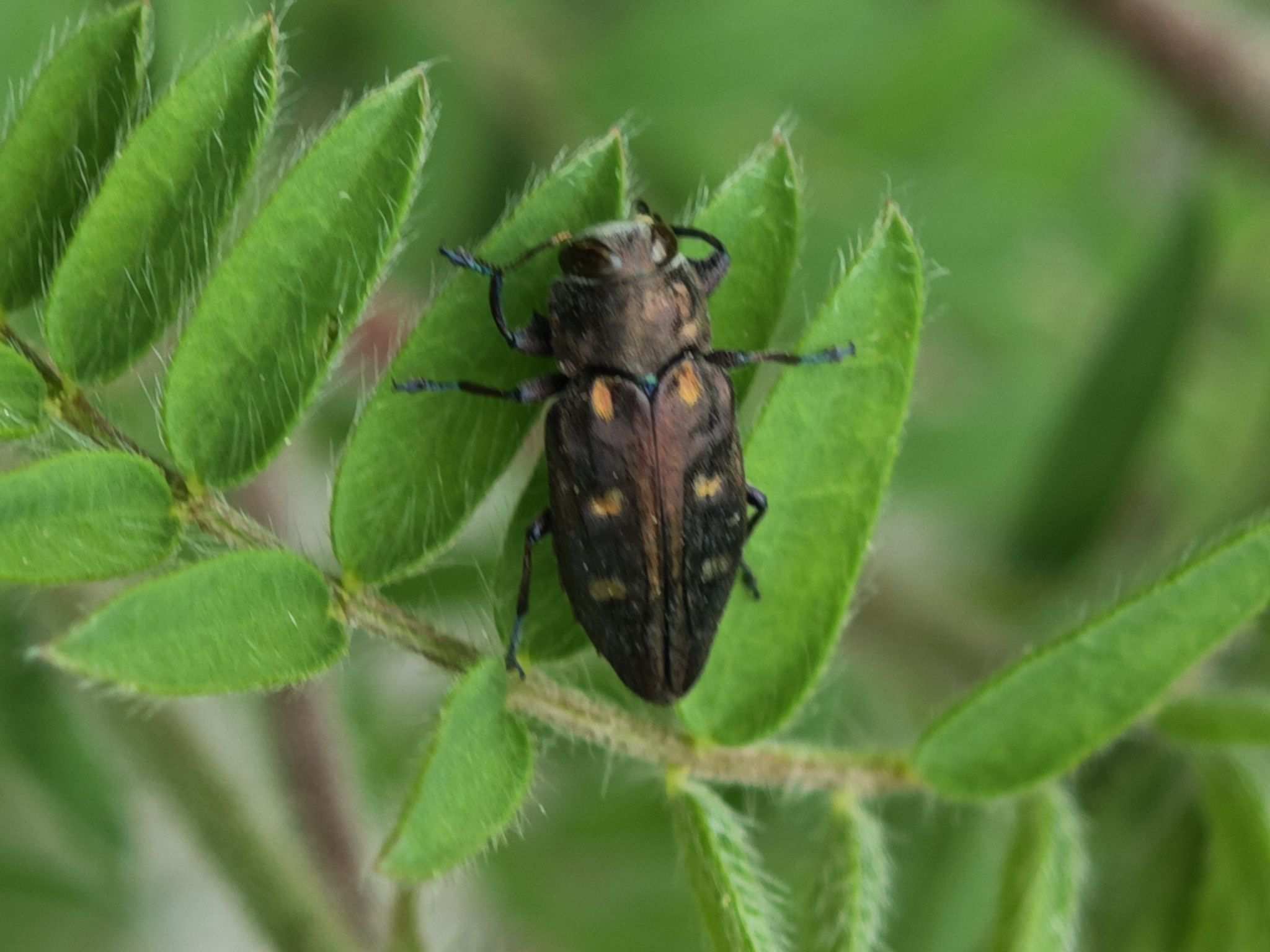 Chrysobothris igniventris