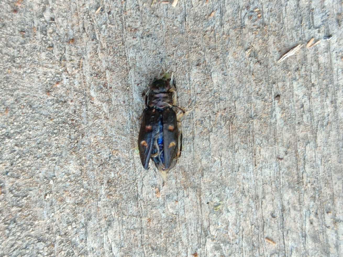 Chrysobothris igniventris