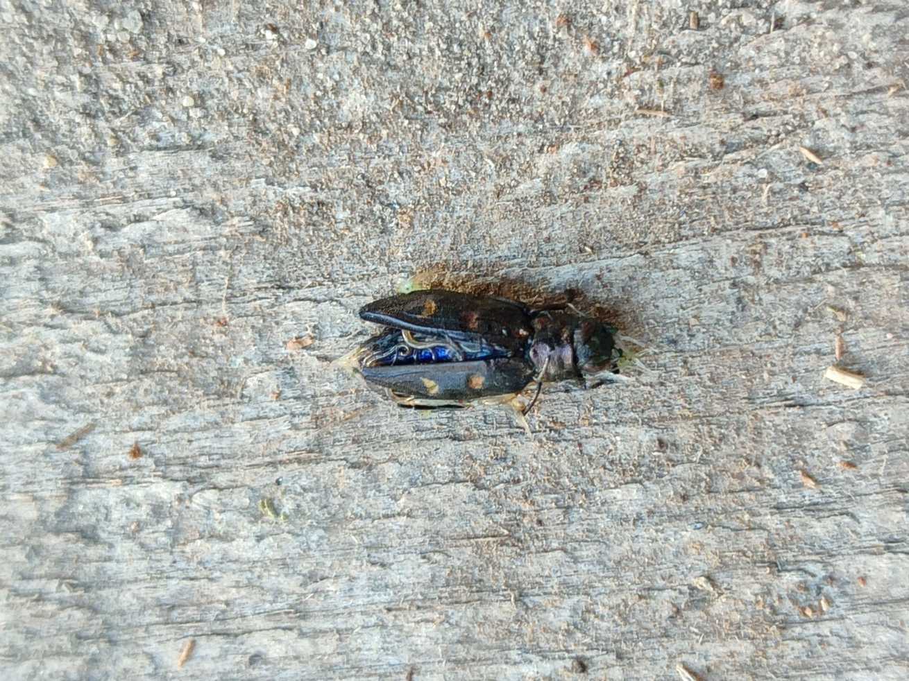 Chrysobothris igniventris