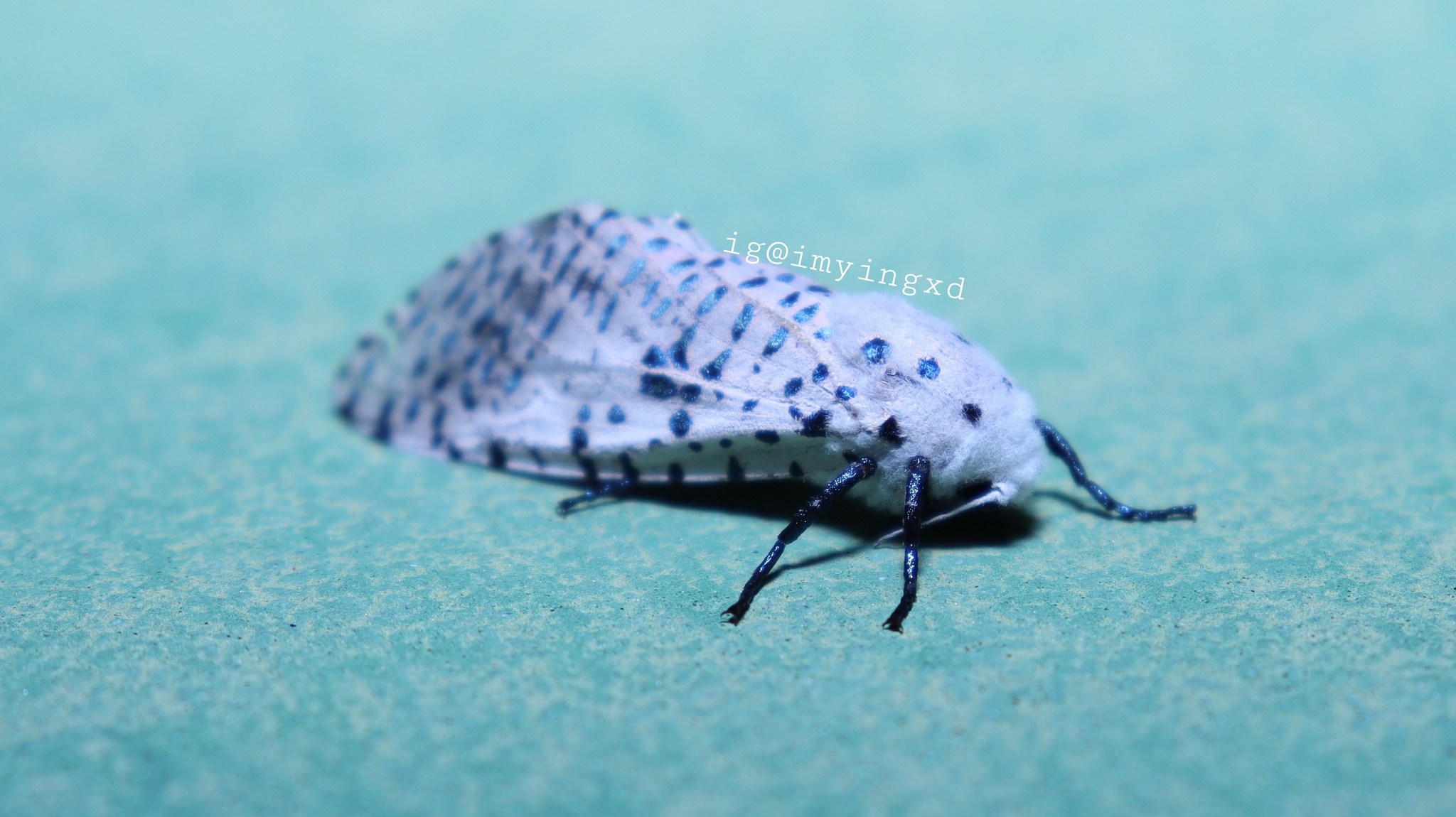 Polyphagozerra coffeae