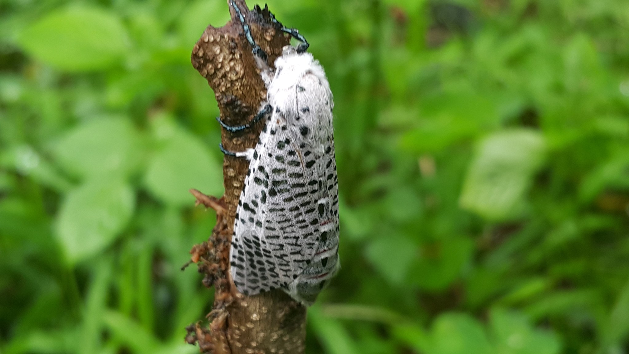 Polyphagozerra coffeae