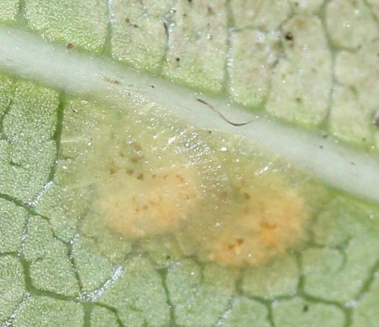 Milviscutulus
