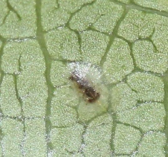 Milviscutulus