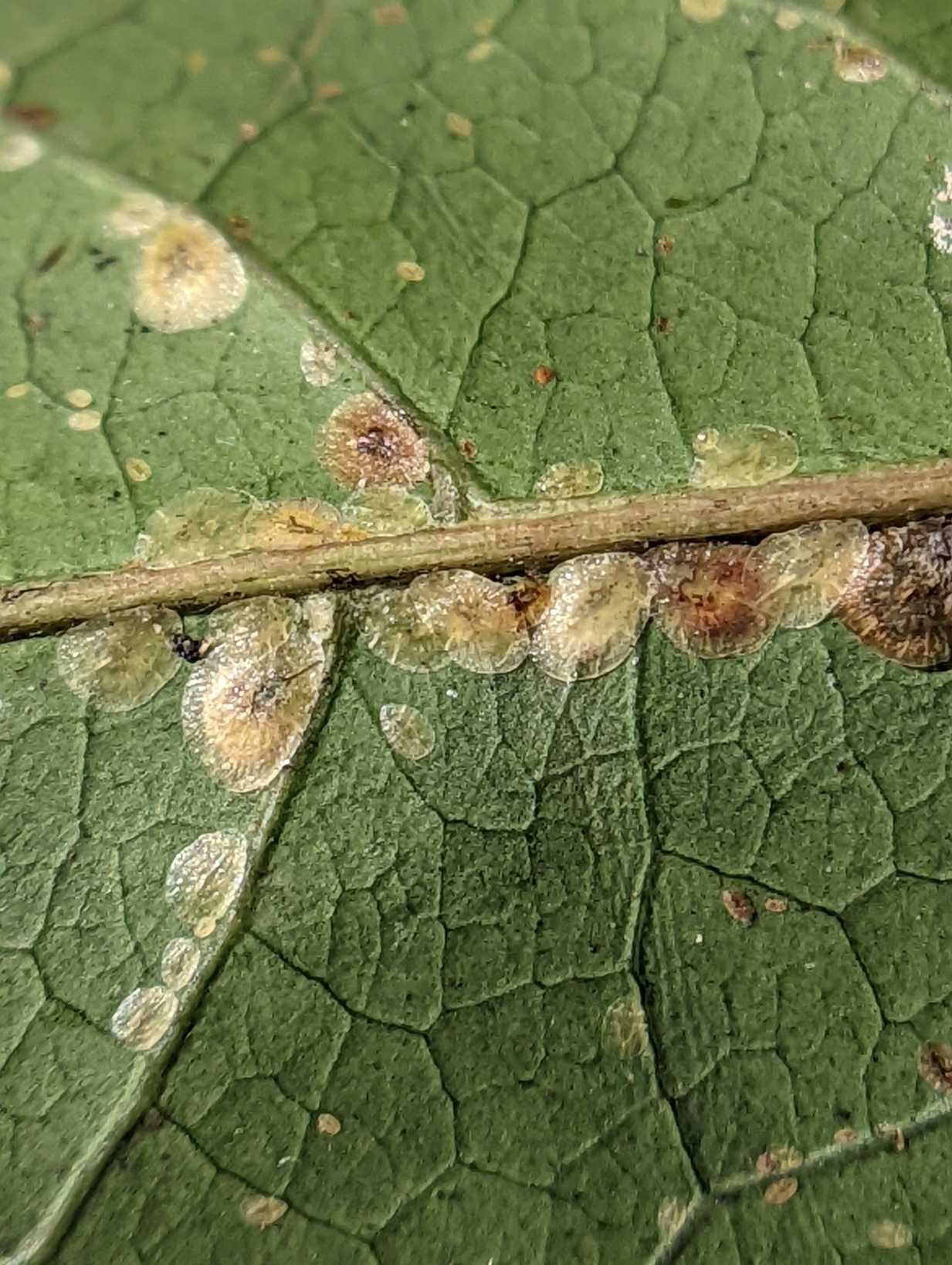 Milviscutulus