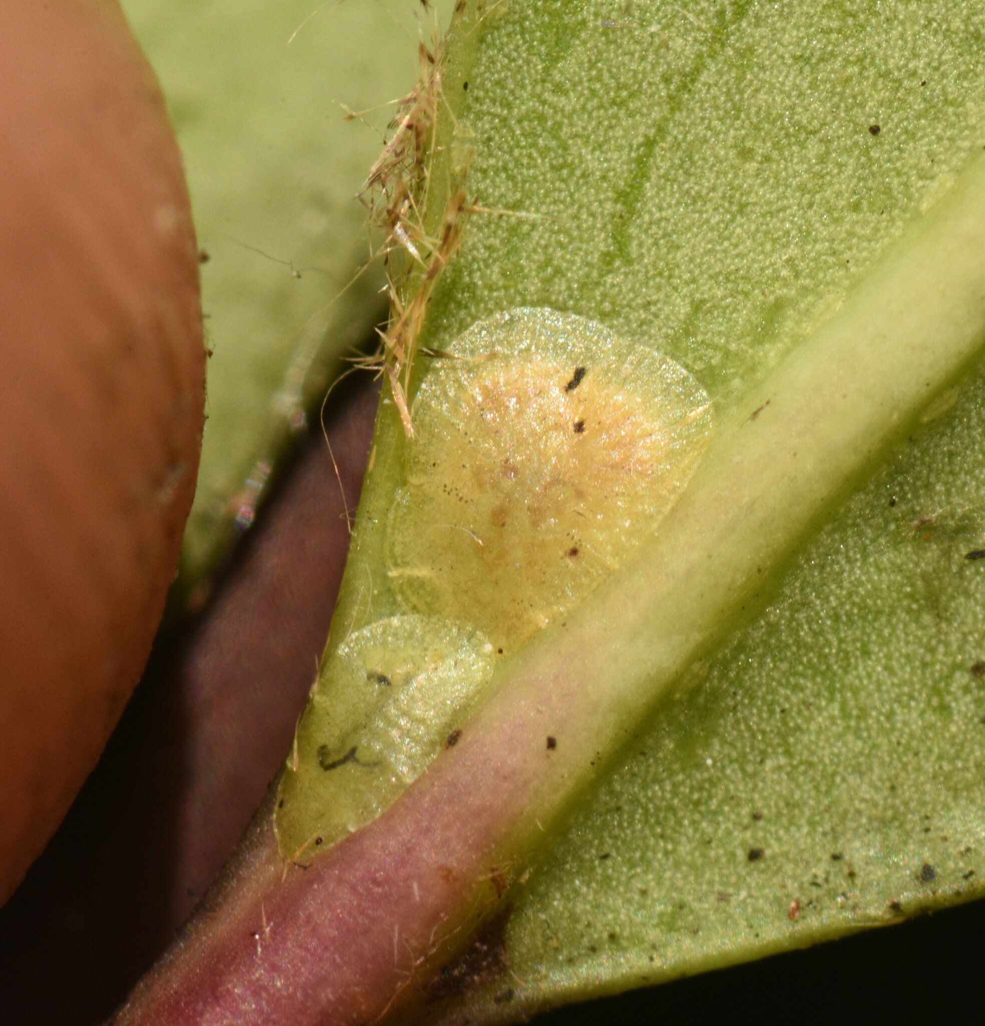Milviscutulus