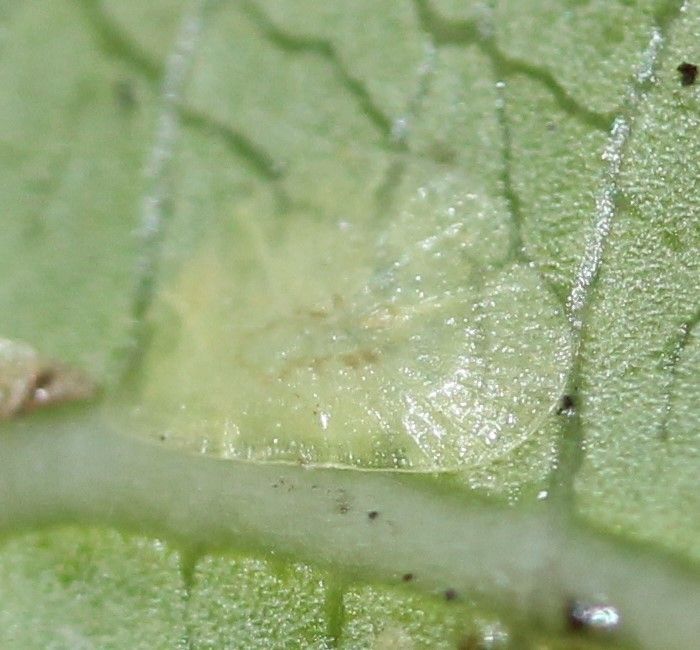Milviscutulus