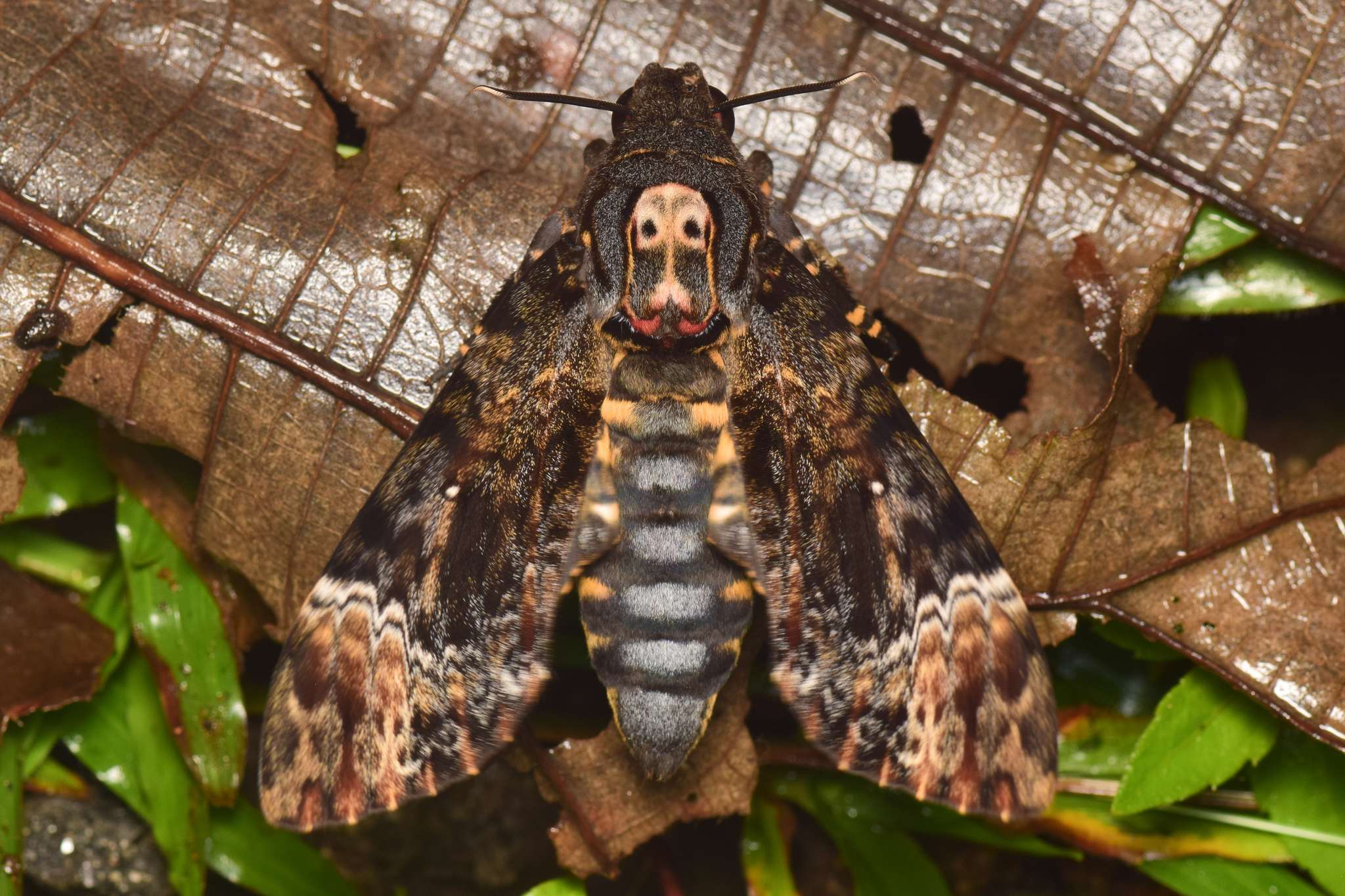 Acherontia lachesis