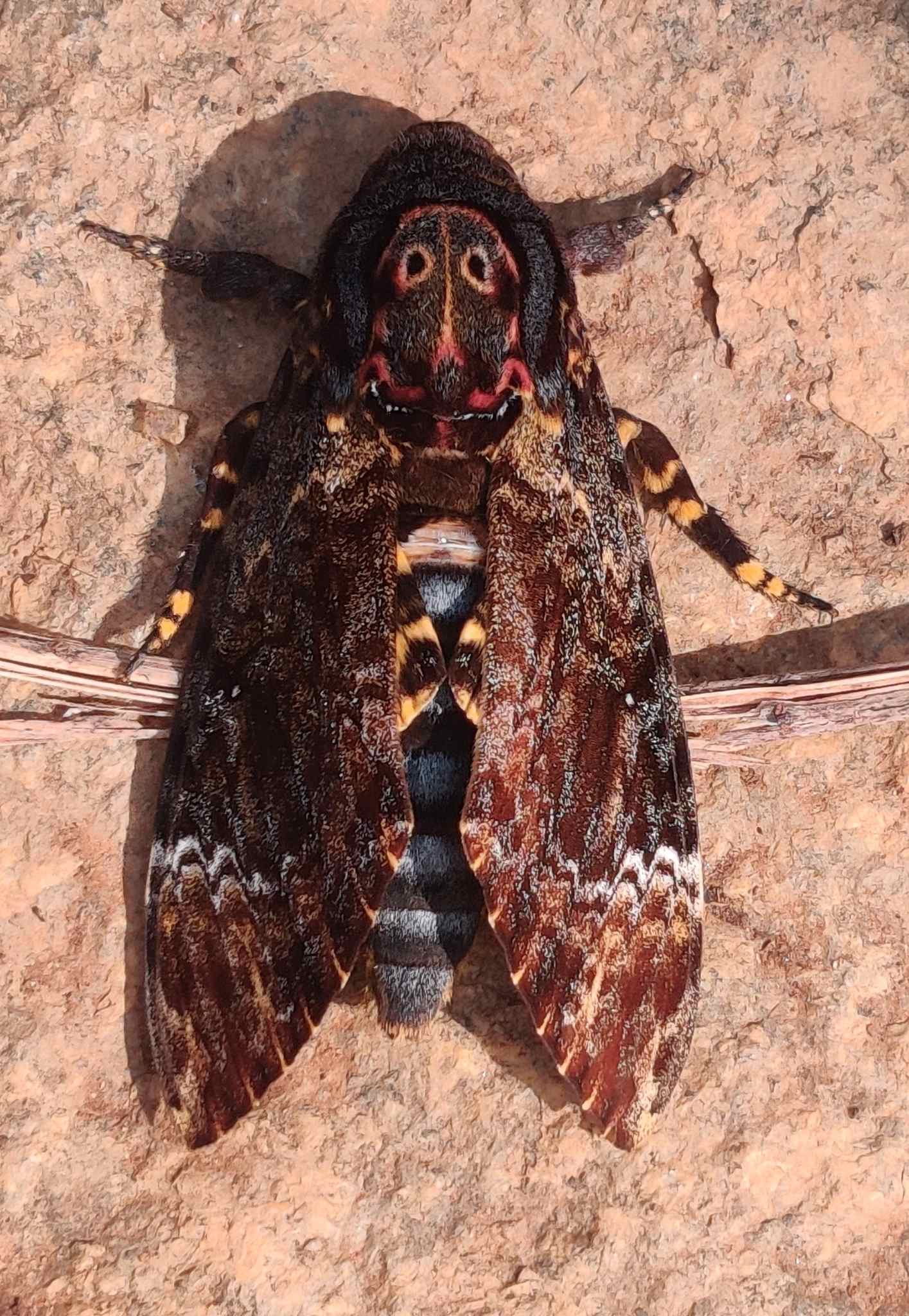 Acherontia lachesis