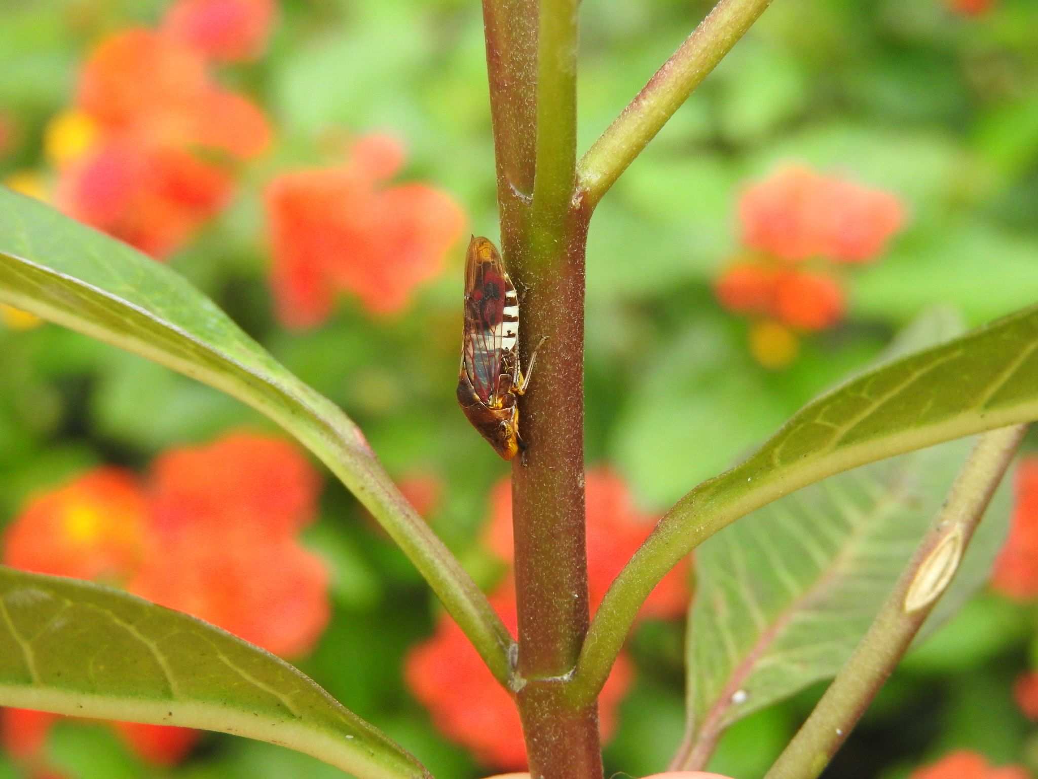 Homalodisca ichthyocephala