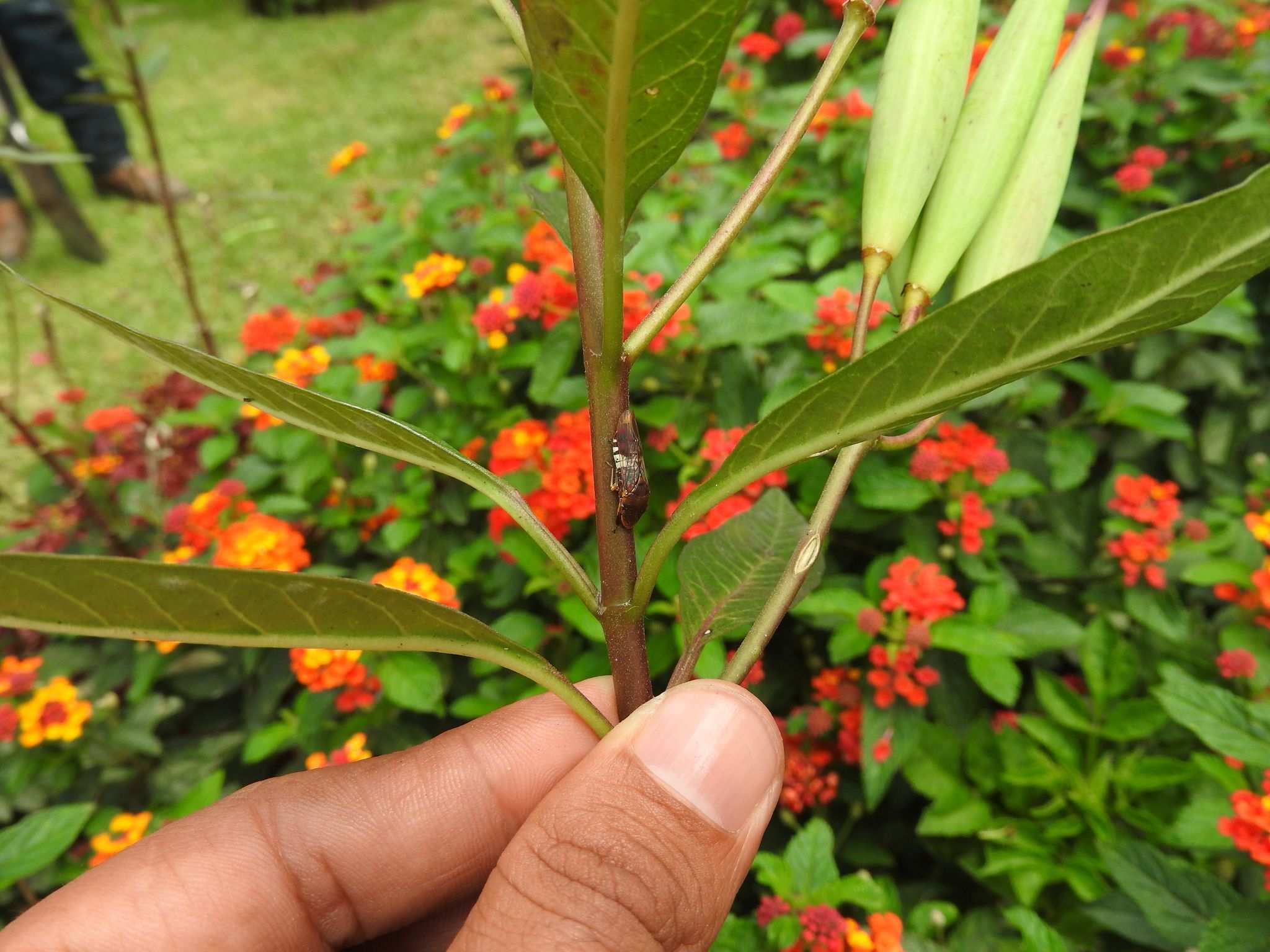 Homalodisca ichthyocephala