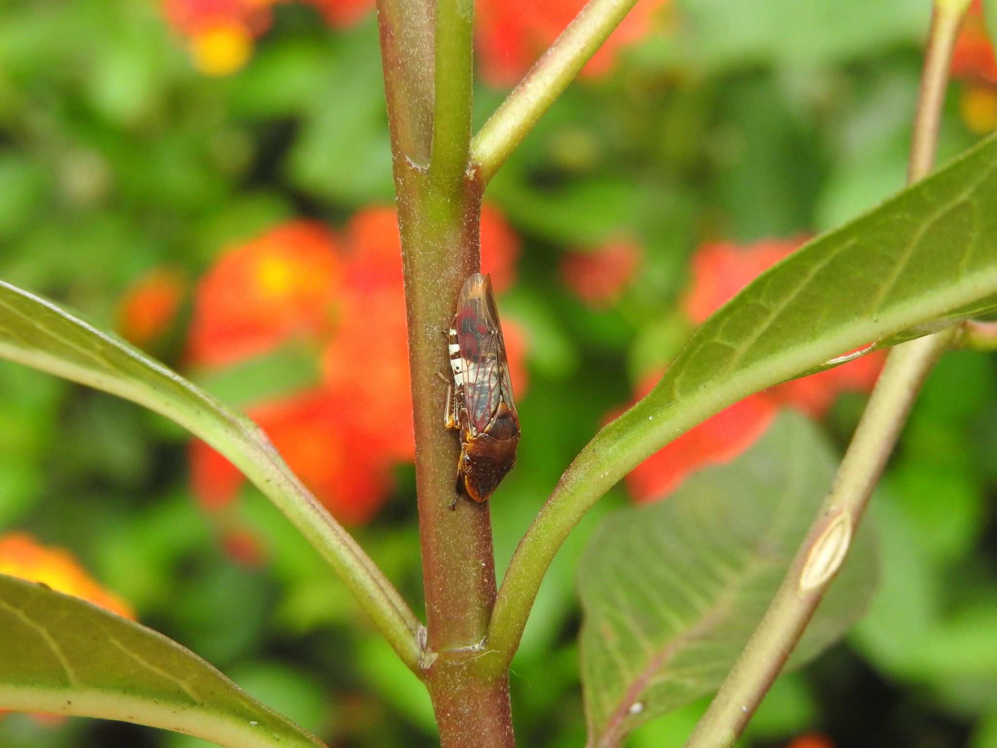 Homalodisca ichthyocephala