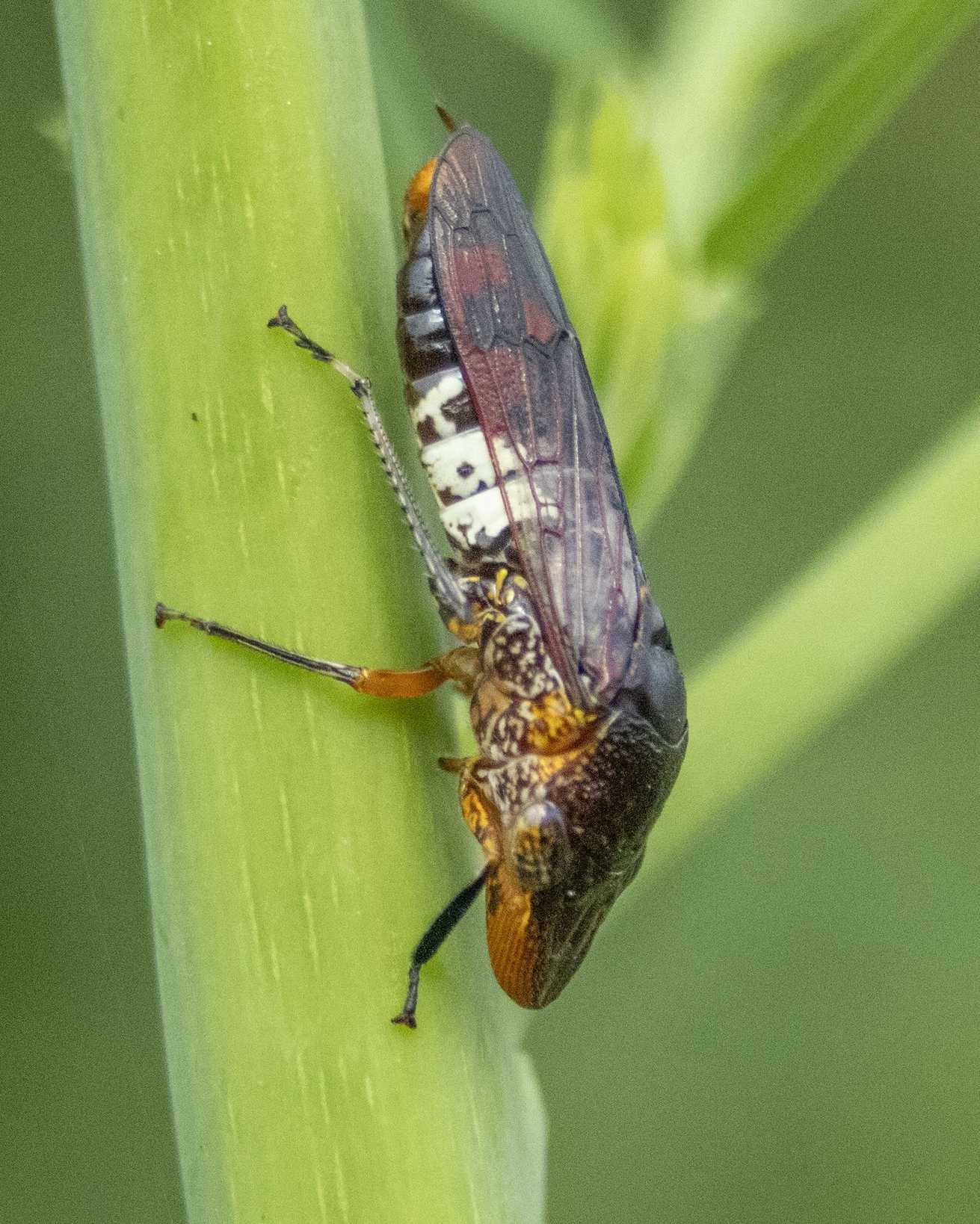 Homalodisca ichthyocephala