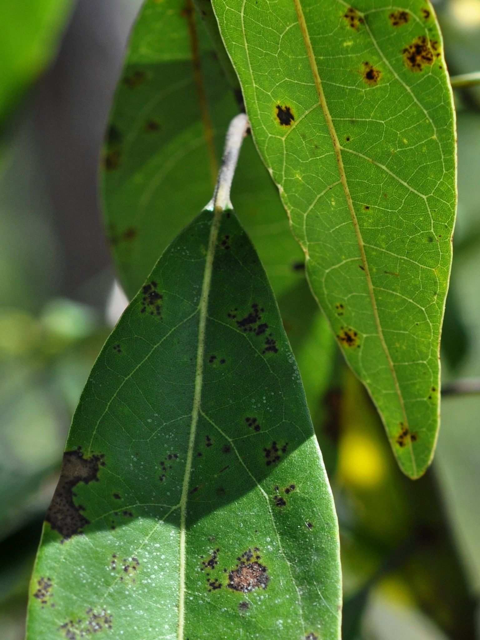 Pseudocercospora purpurea