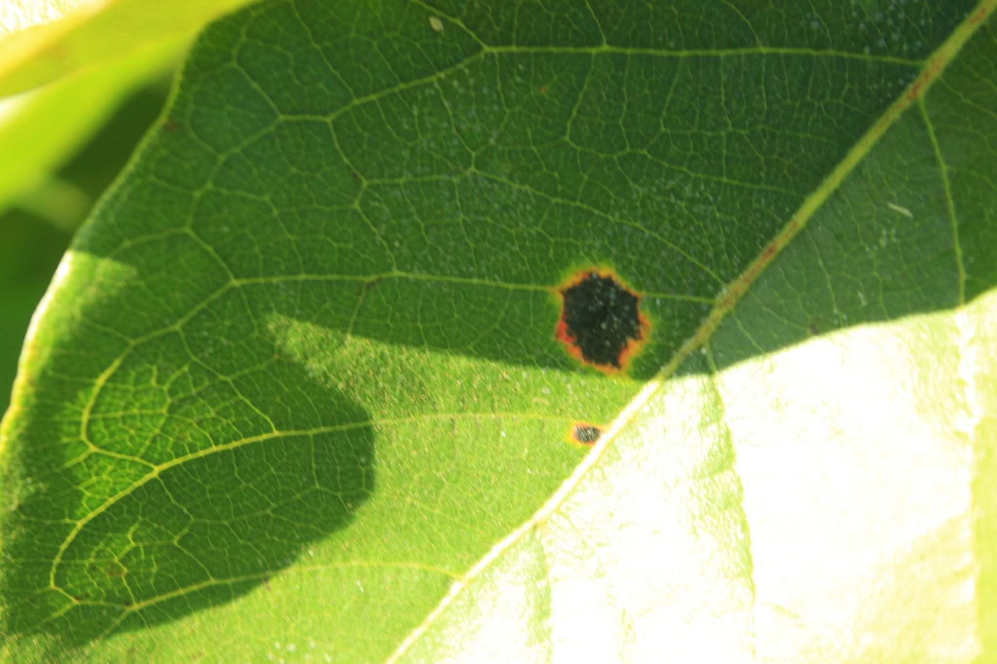 Pseudocercospora purpurea