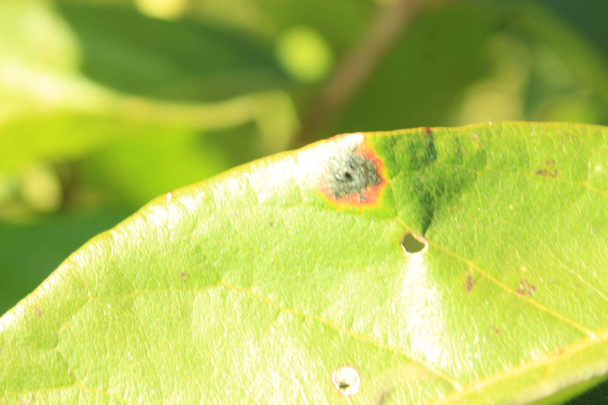 Pseudocercospora purpurea