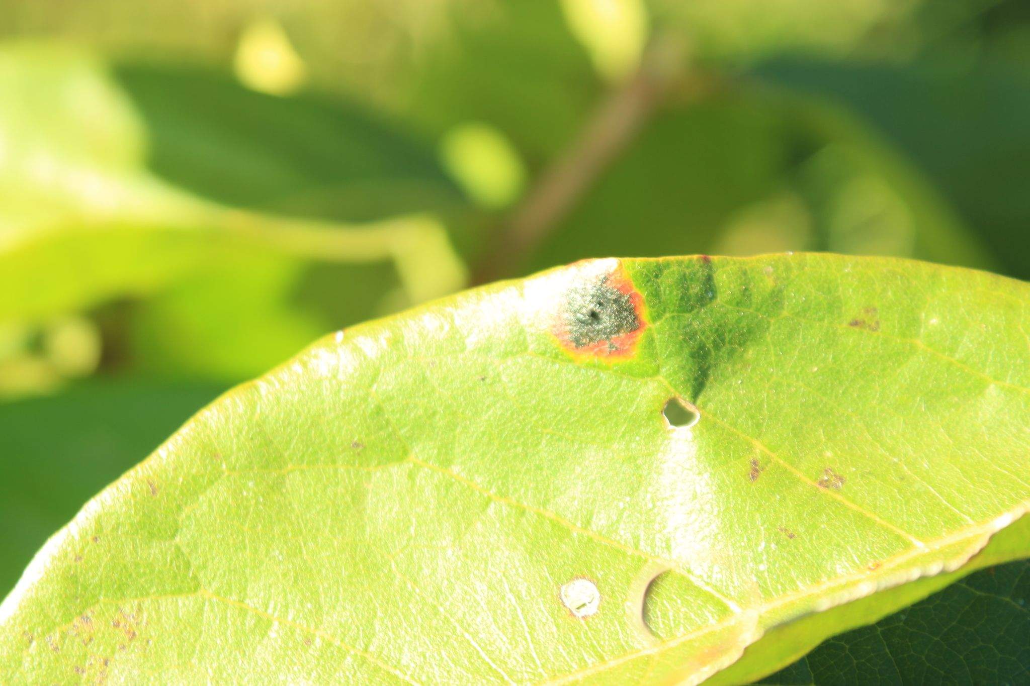 Pseudocercospora purpurea