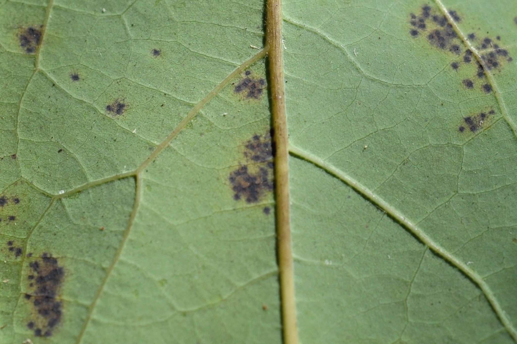 Pseudocercospora purpurea