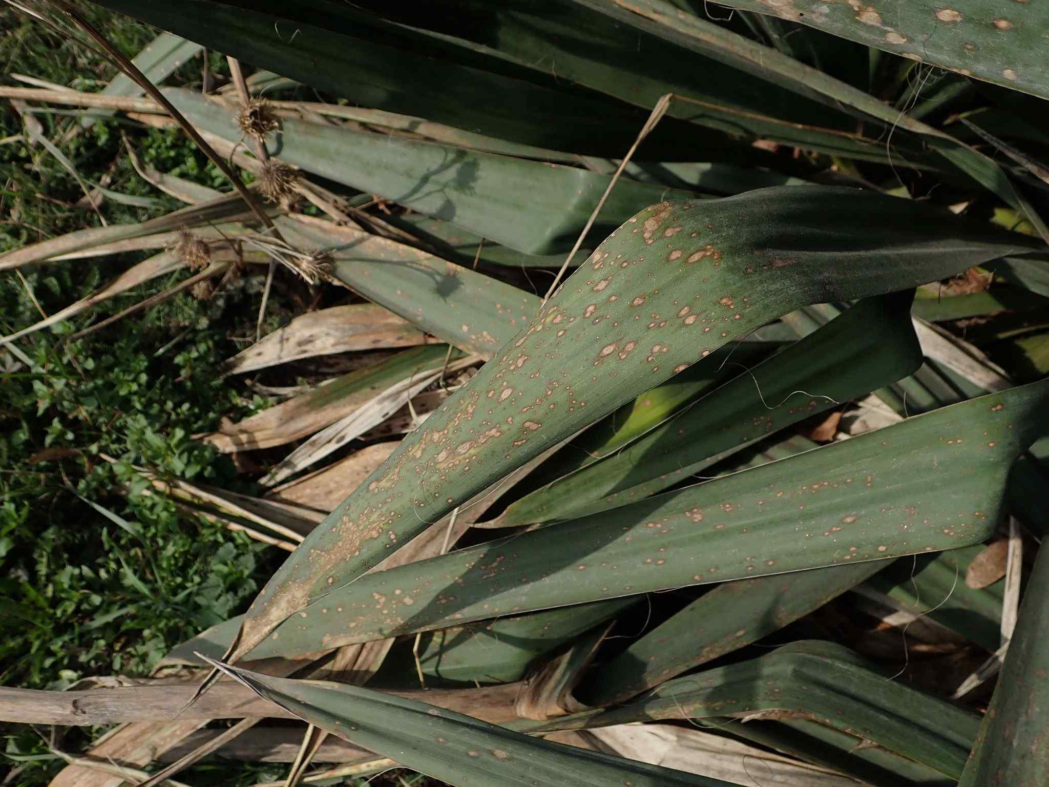 Coniothyrium concentricum