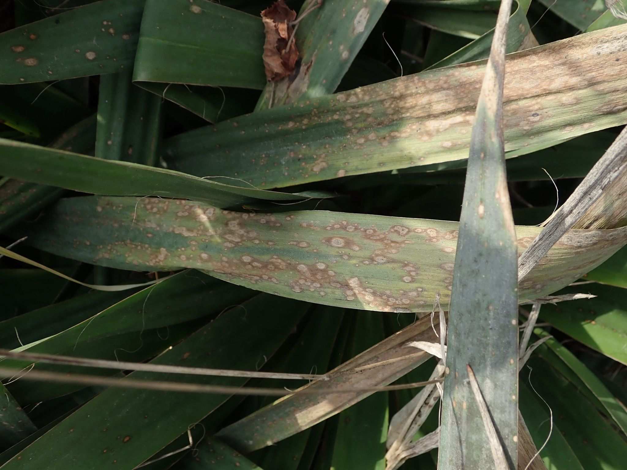 Coniothyrium concentricum