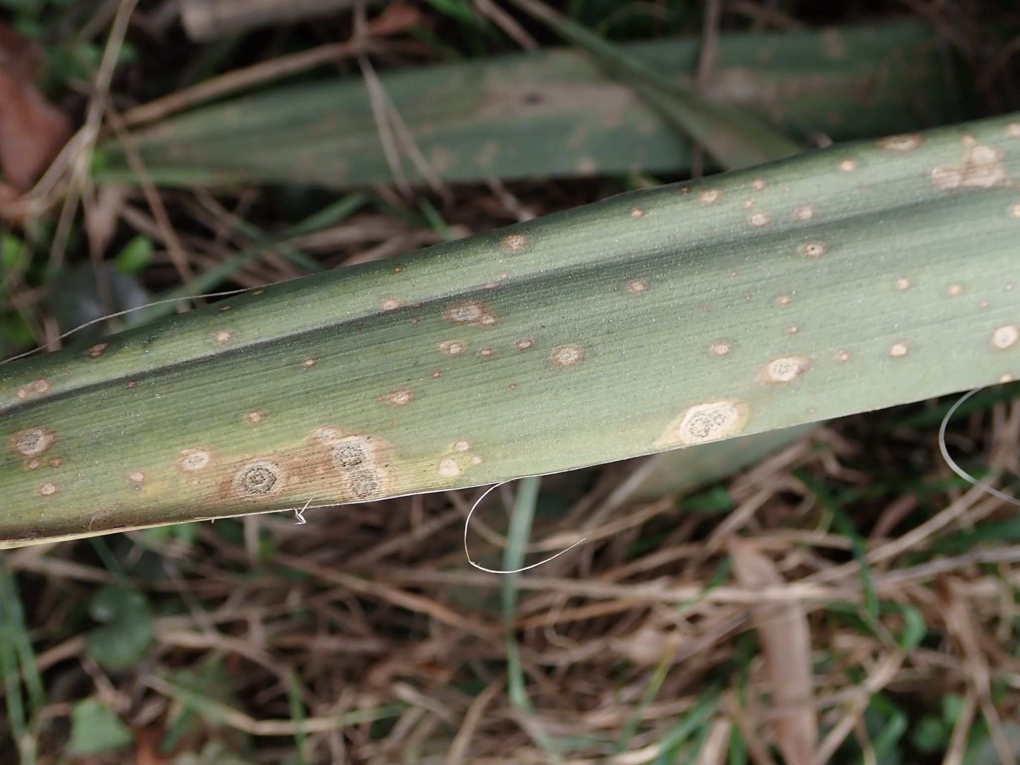 Coniothyrium concentricum