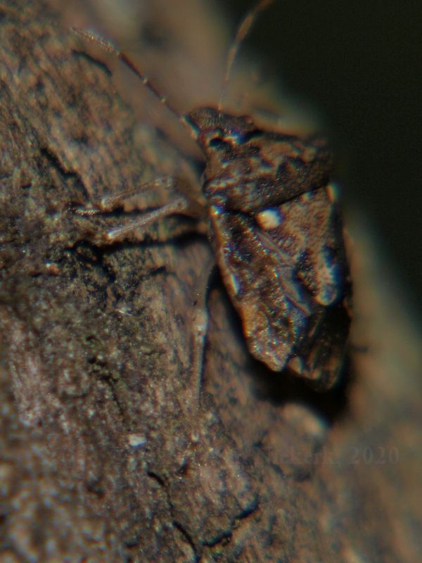 Carbula marginella