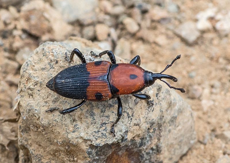Metamasius dimidiatipennis