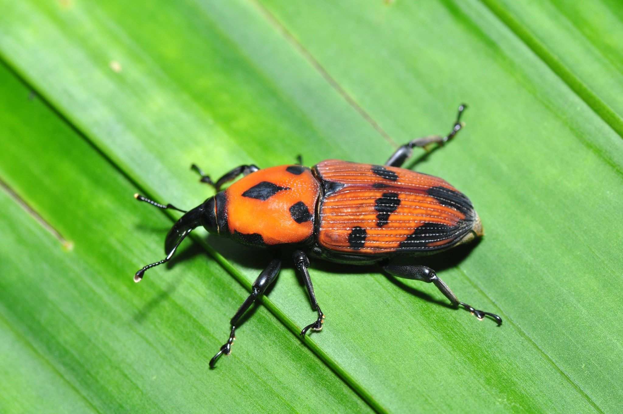 Metamasius dimidiatipennis