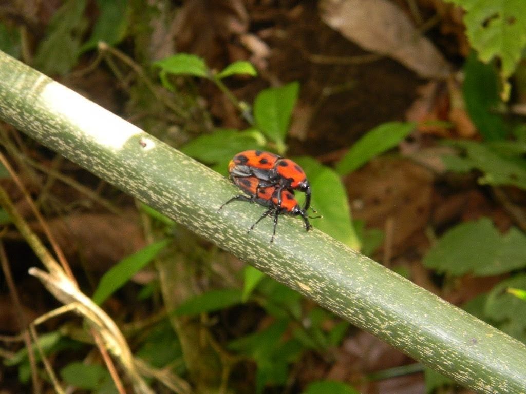 Metamasius dimidiatipennis